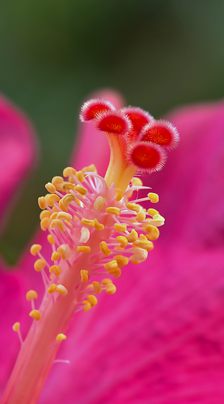 Fagioli su Marte: il Ritorno