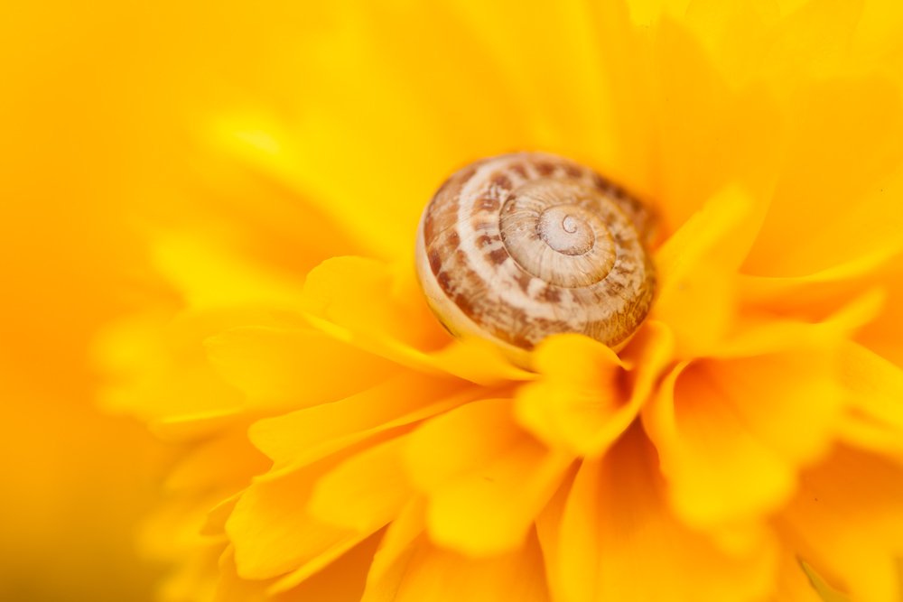 snail into yellow