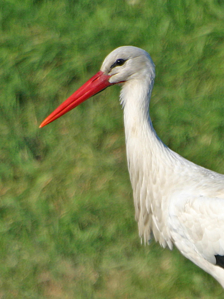 Cicogna 2 non filtrata