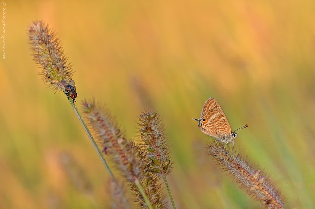 La strana coppia.....