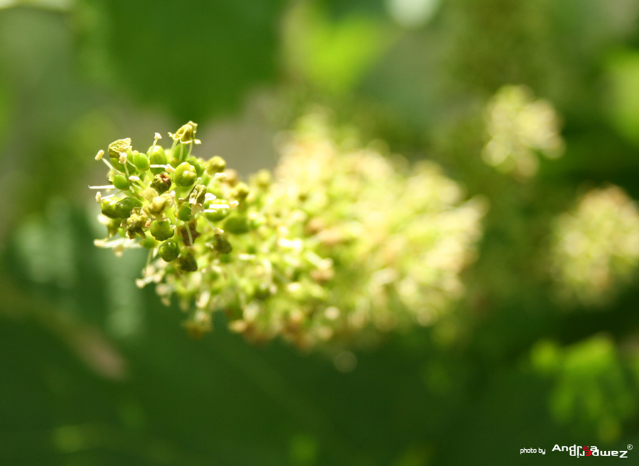 futuro grappolo d'uva