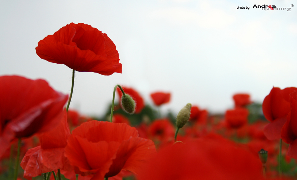il protagonista del periodo