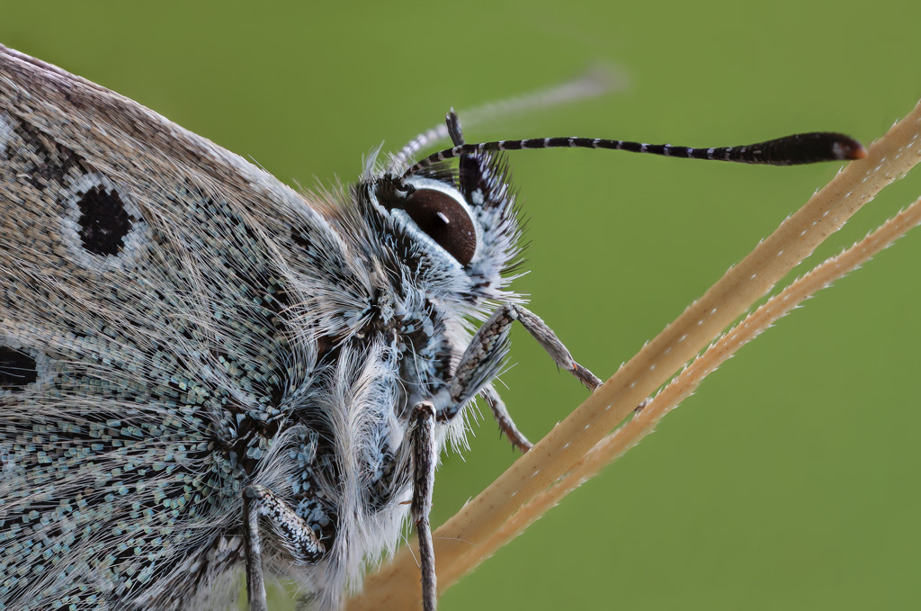 Ritratto di Licedine