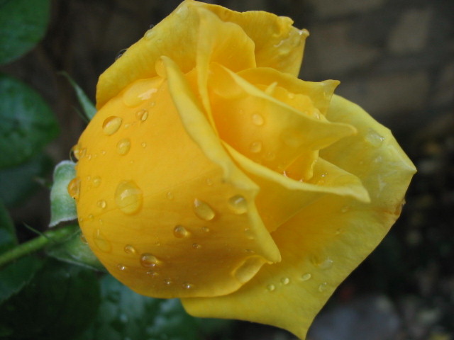 rosa gialla