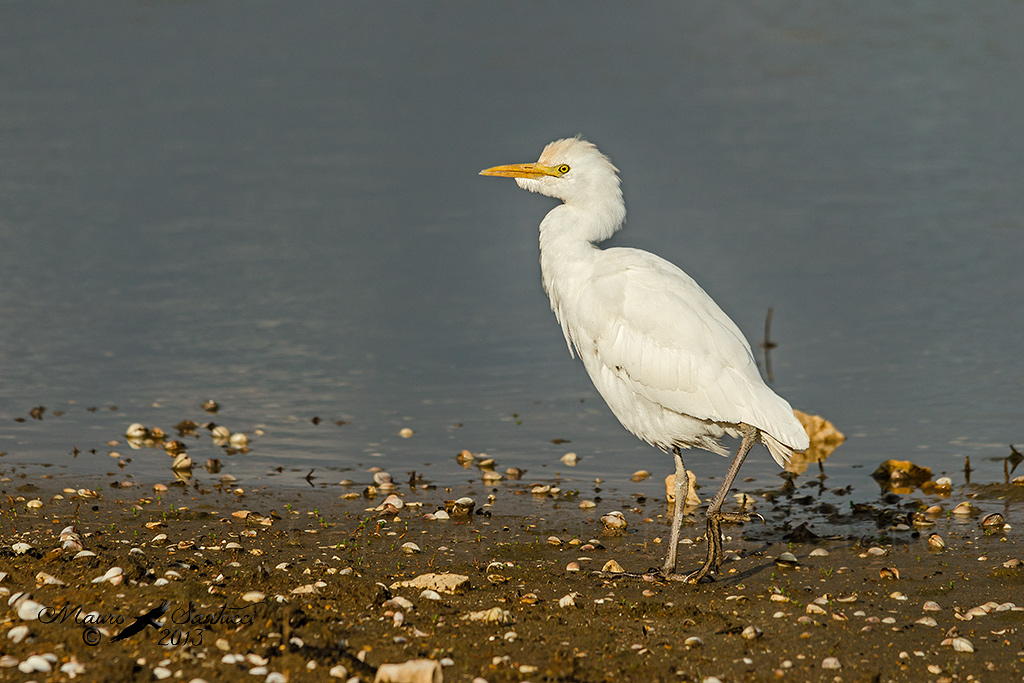 Airone guardabuoi a passeggio