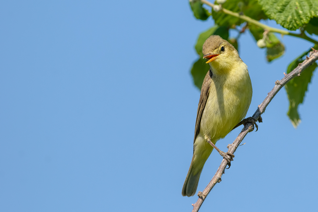 Canapino - (Hippolais polyglotta)