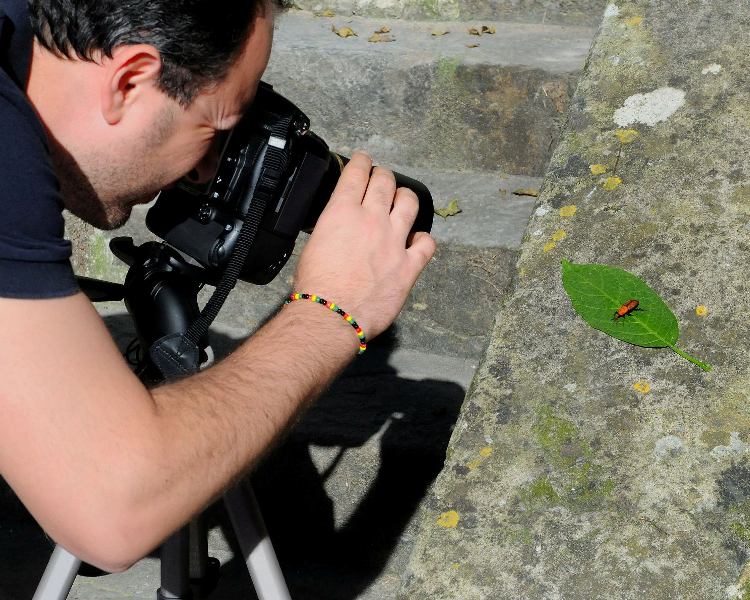 Come ti fotografo il punteruolo rosso.