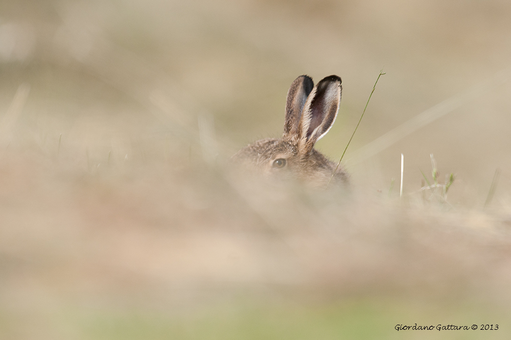 mimetismo...quasi perfetto