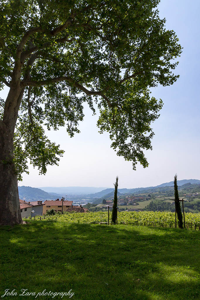 L'ombra del vecchio platano