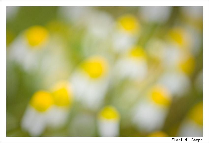 Fiori di Campo (singles collection)