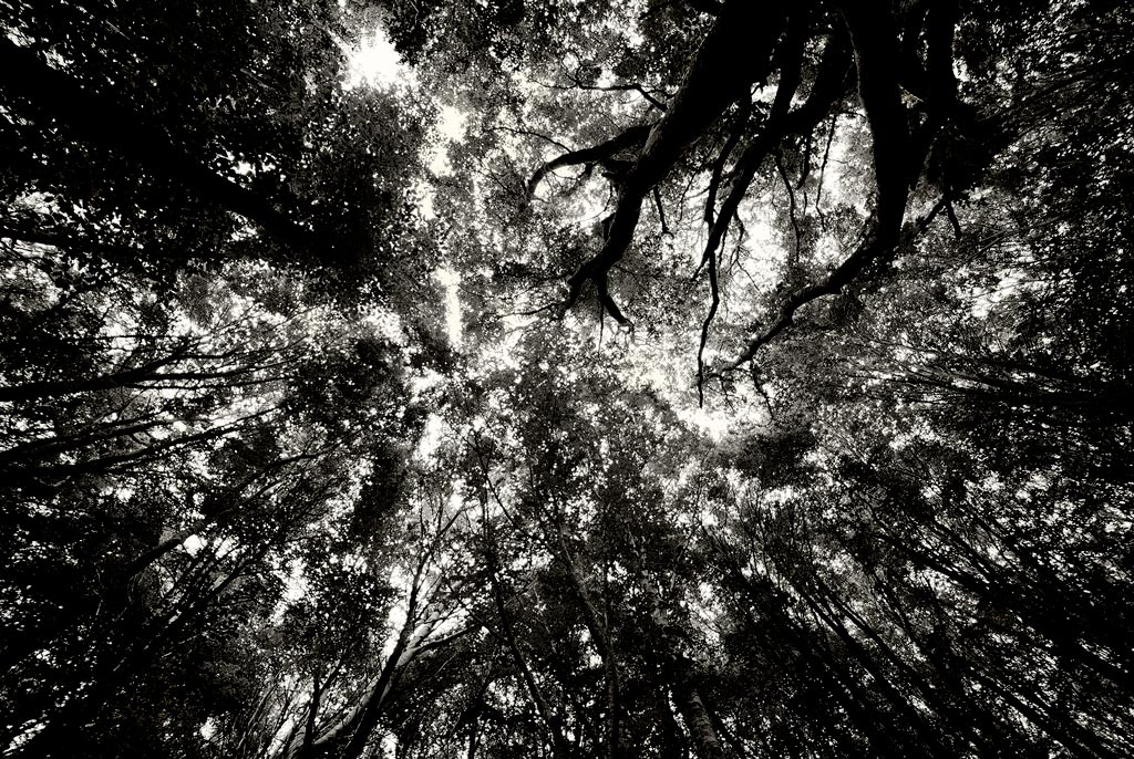 Tra sogno e realta' II