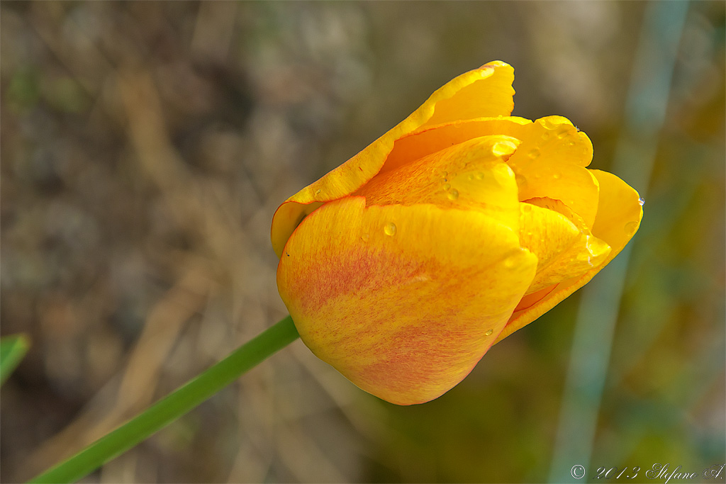 Tulipano giallo
