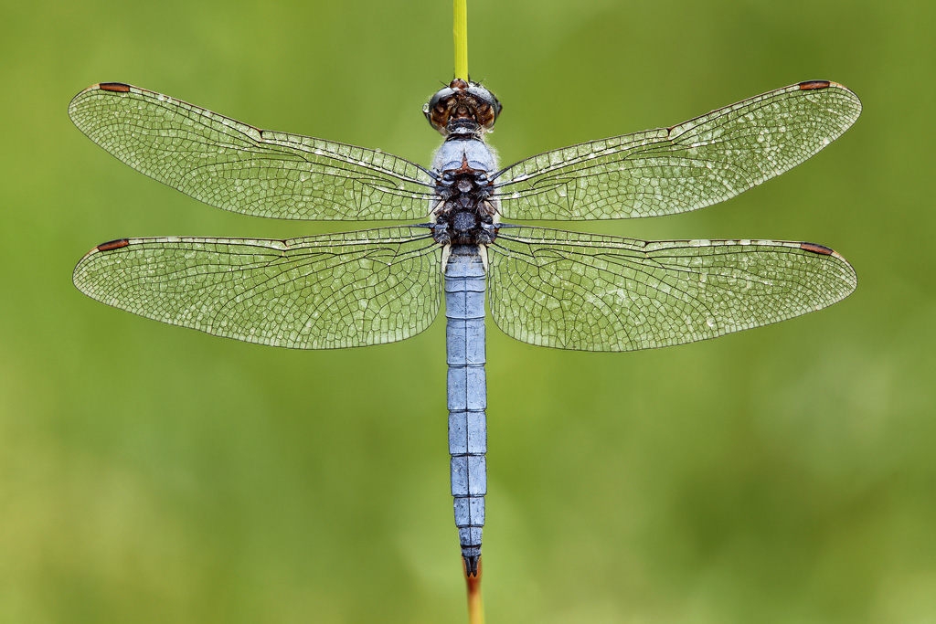 Orthetrum brunneum