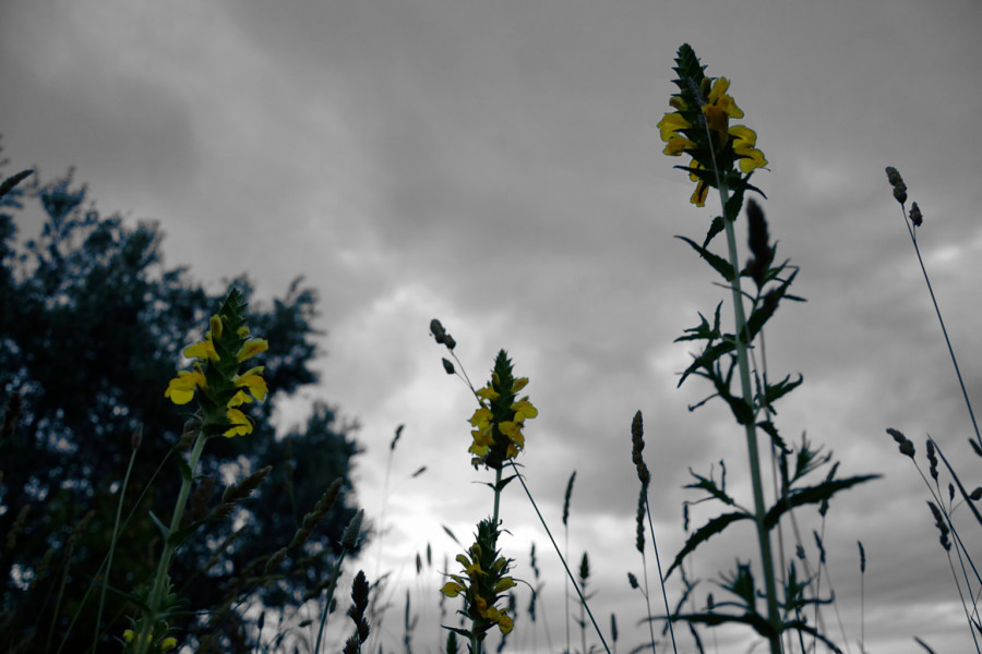 Pensiero dominante 2