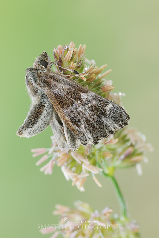 Carcharodus floccifera (Zeller, 1847)