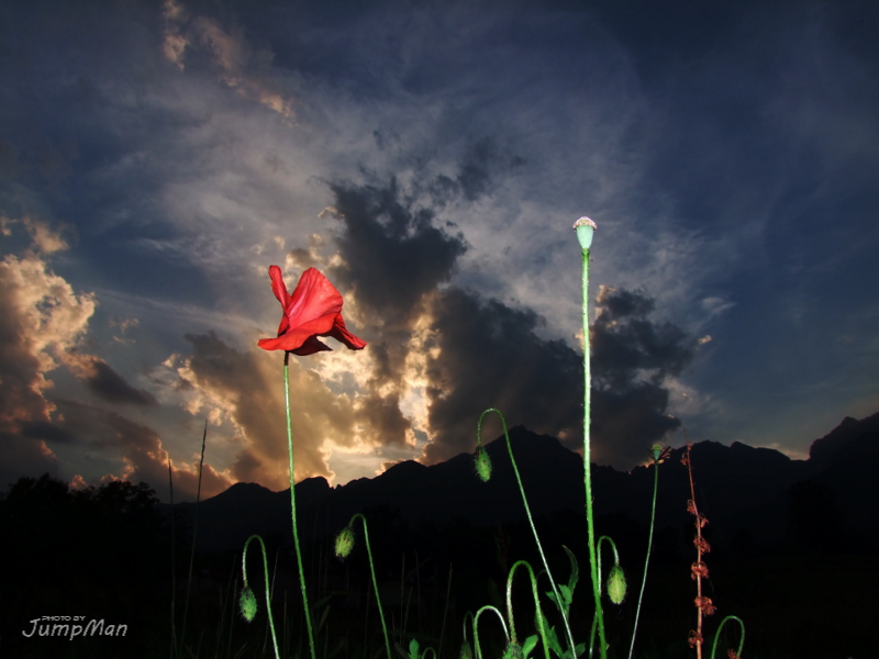 Papavero al tramonto