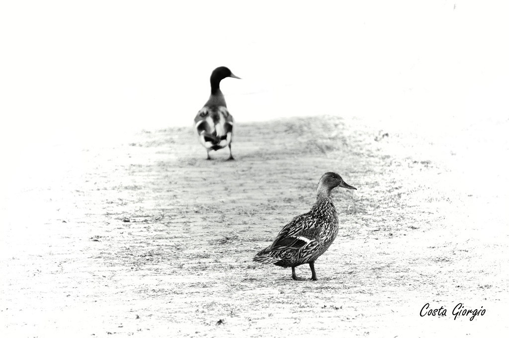 passeggiata al parco