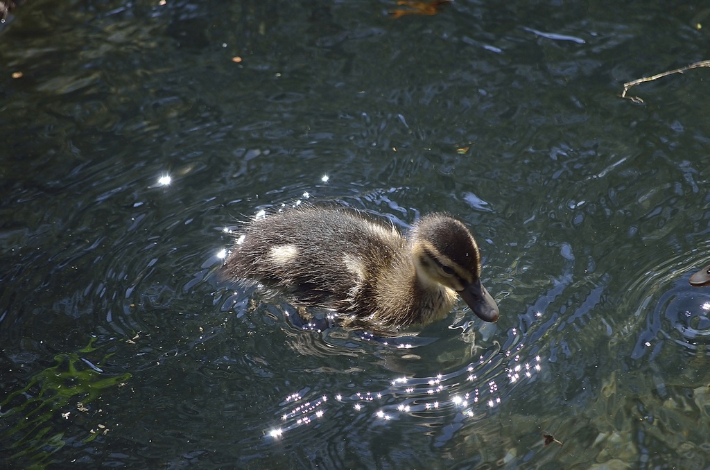 nuotando tra le stelle!!