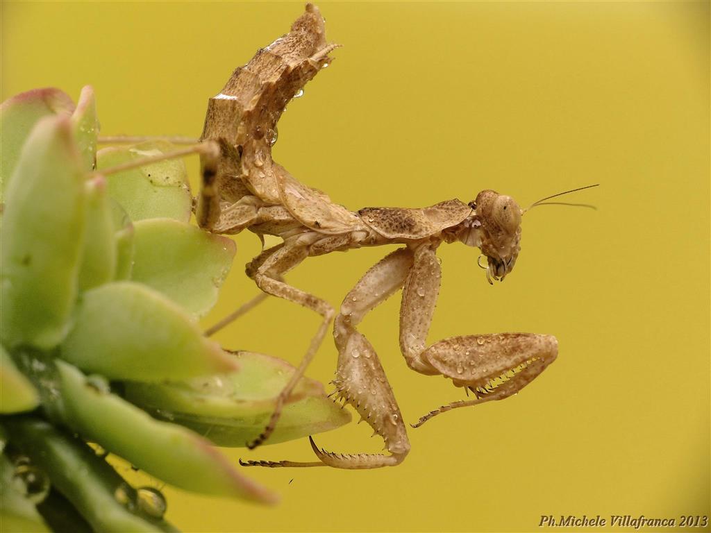 Mantide di spallanzani