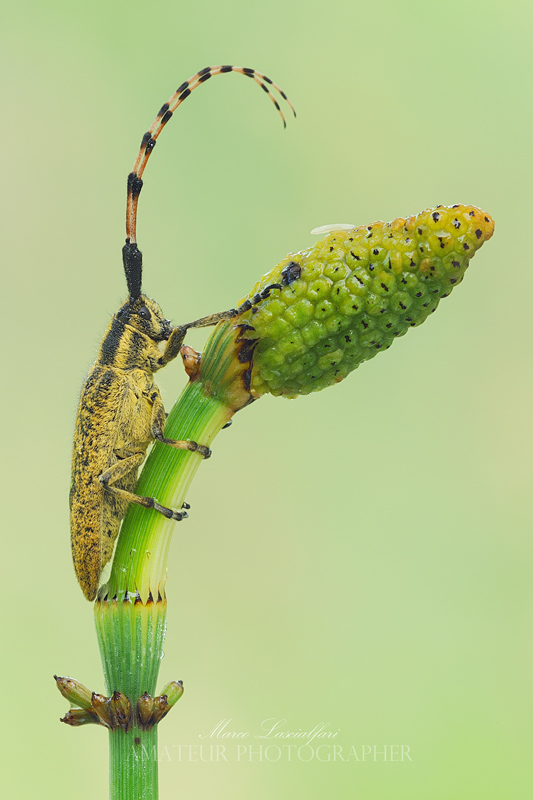 Agapanthia villosoviridescenses (De Geer, 1775)