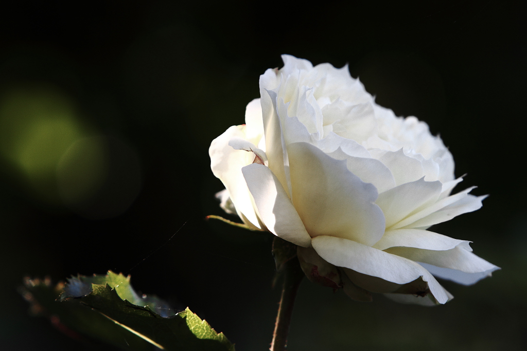 la rosa senza qualit�