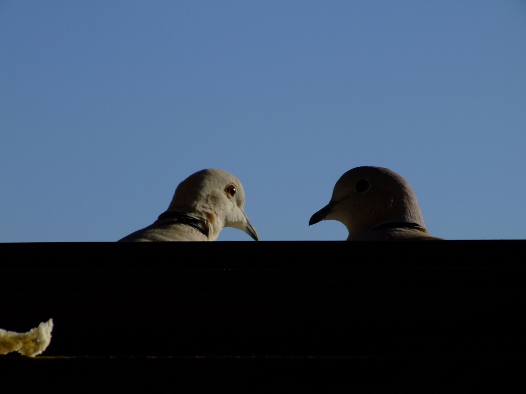 Uno sguardo nel sole...