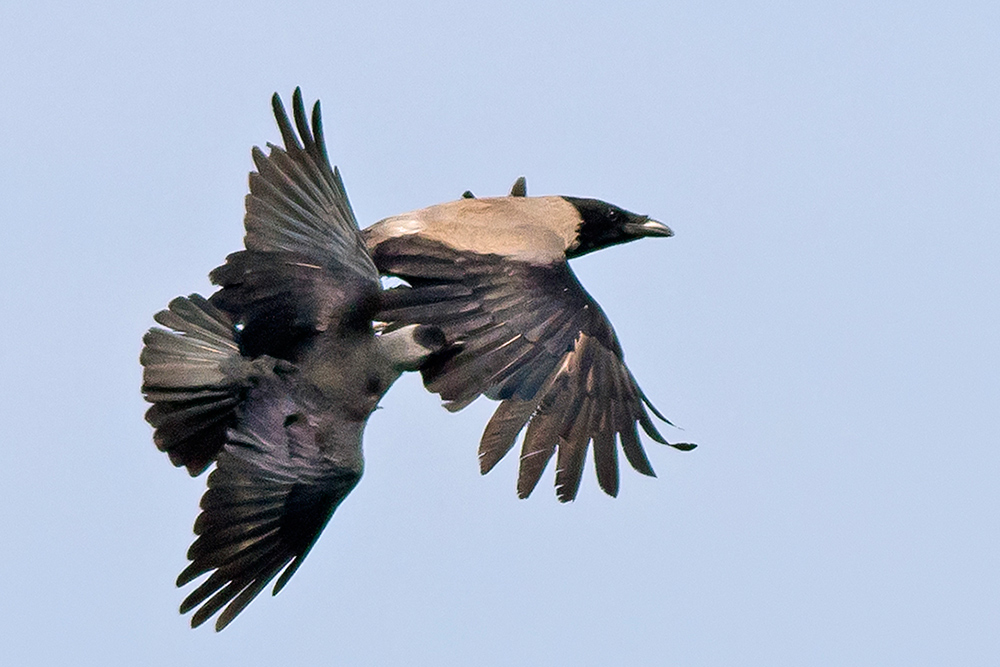 taccola vs cornacchia grigia