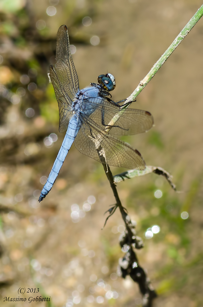 Orthetrum brunneum