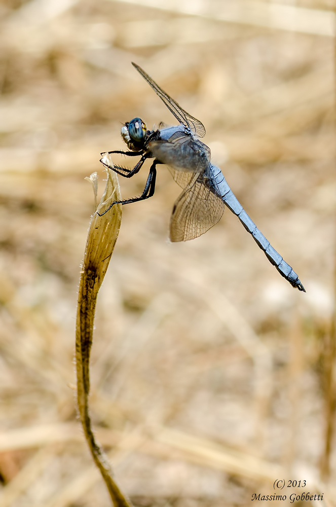 Orthetrum brunneum 2