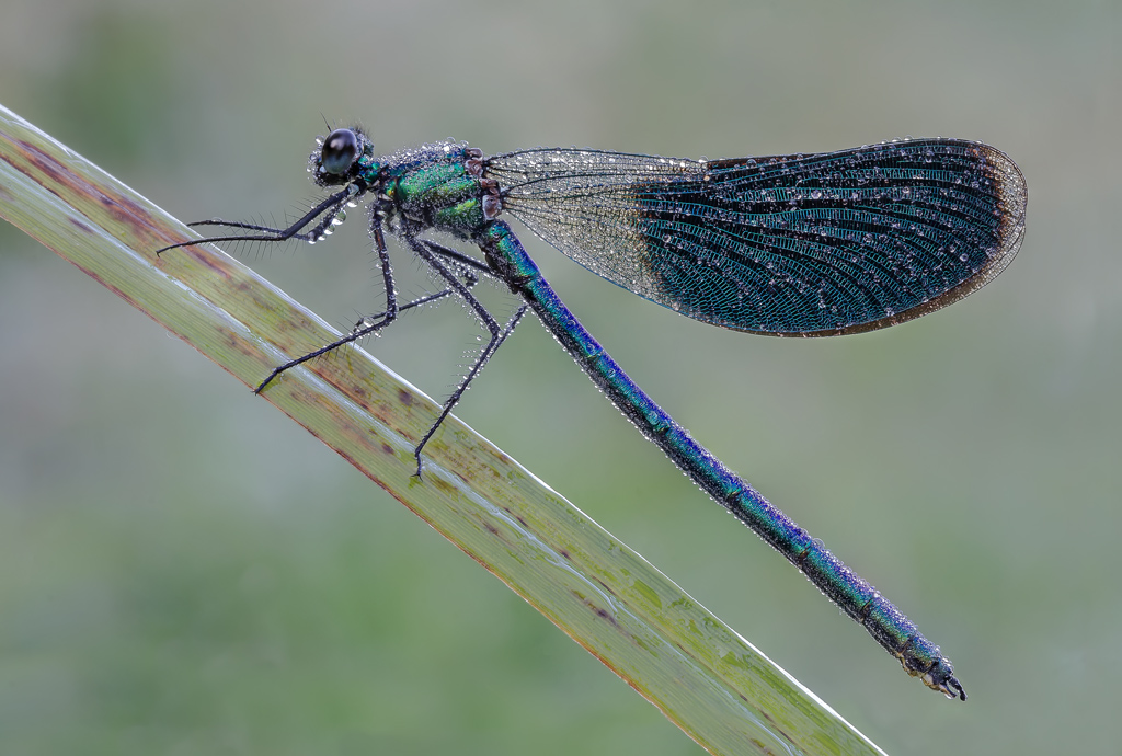 Calopteryx splendens