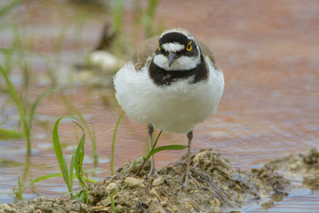 Corriere piccolo (Charadrius dubius)