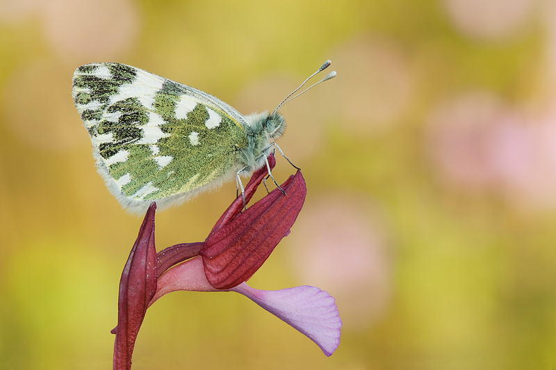 Farfalla e orchidea farfalla
