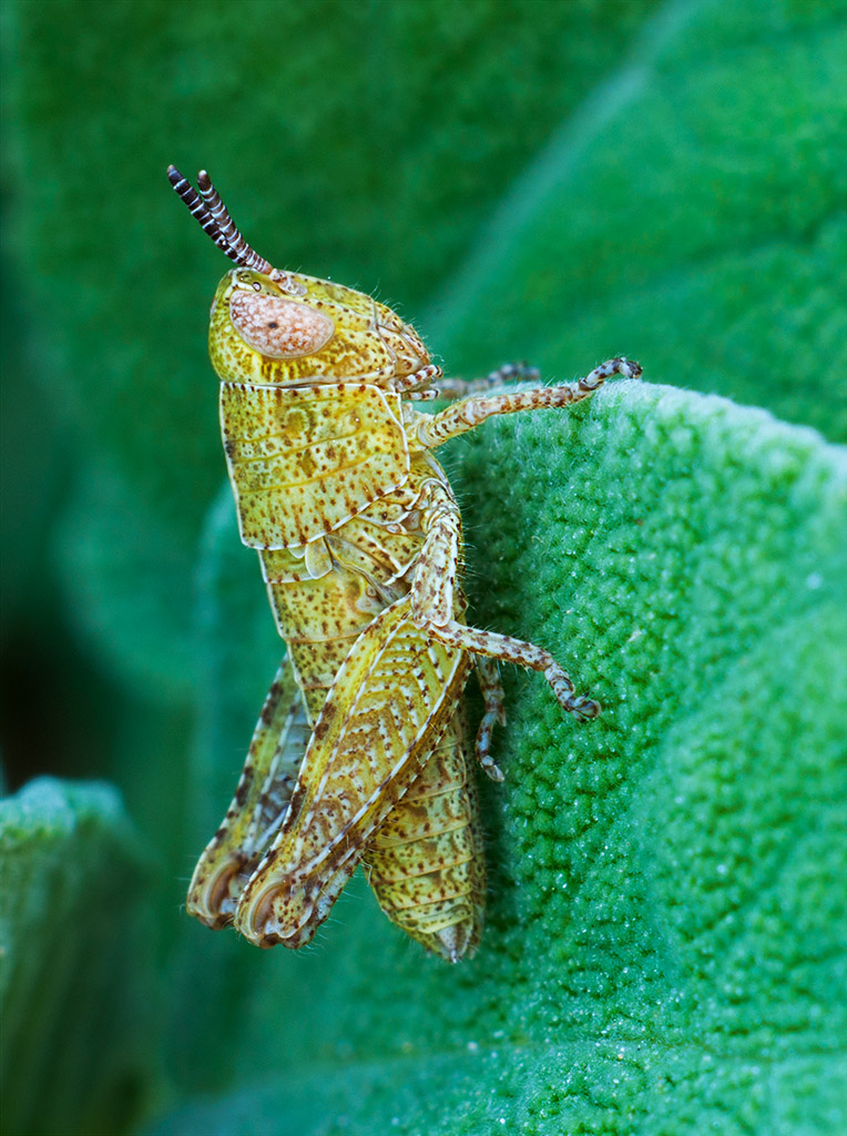 Neanide La Piccola Vedetta ...