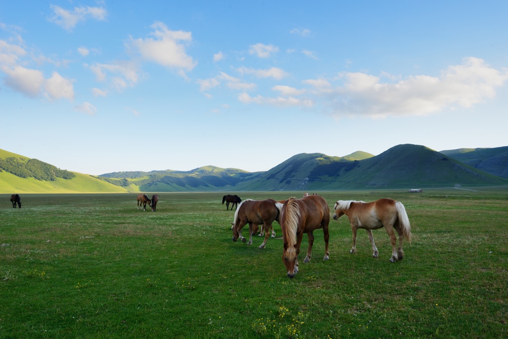 cavalli a piangrande, Castelluccio di Norcia