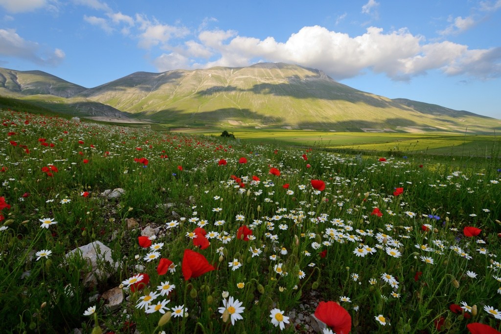 fiorita a Piangrande, Castelluccio di Norcia