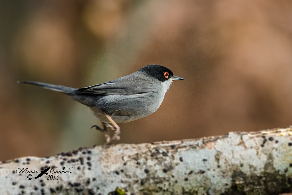 Scusate...vado di fretta