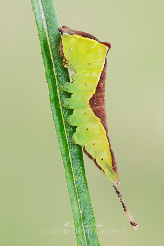 Cerura vinula (Linnaeus, 1758)