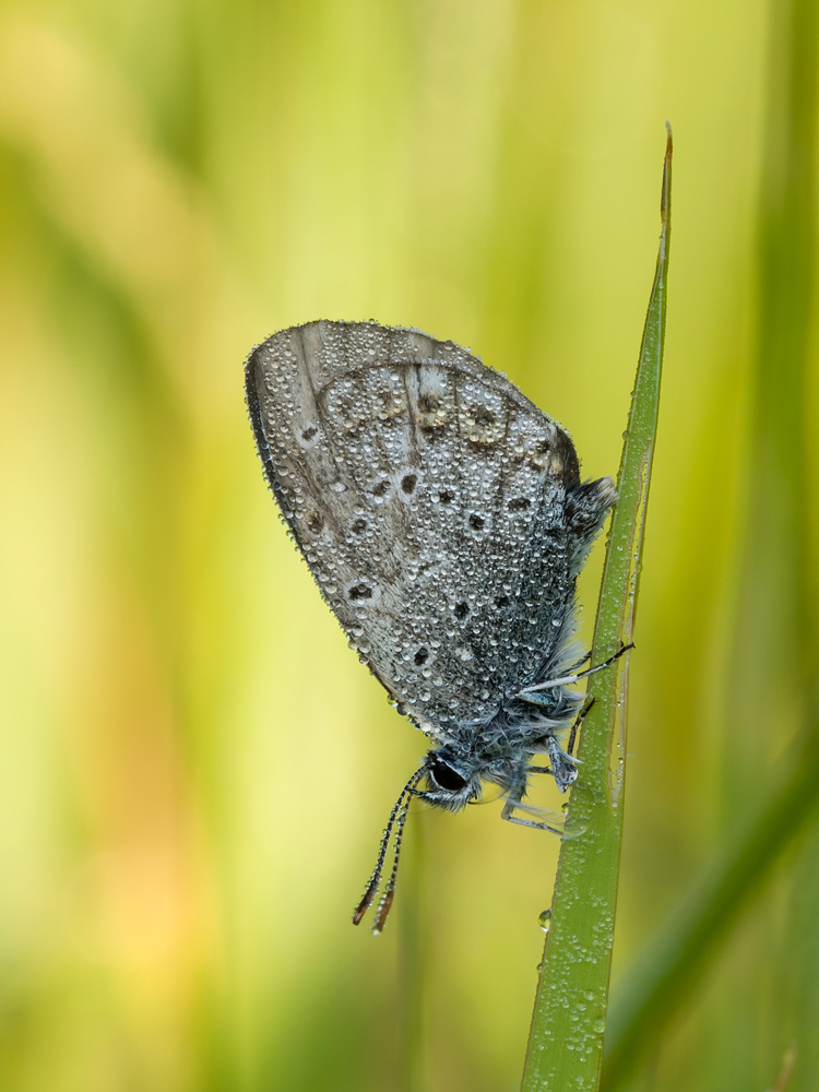 alle prime luci dell'alba