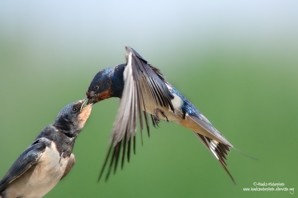 Rondine All'imbeccata