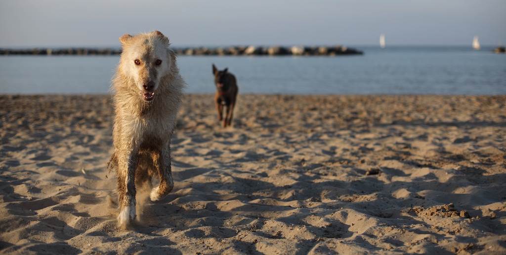 Cani in spiaggia