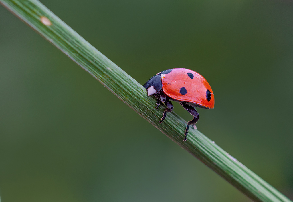 Non fare lo Struzzo !!