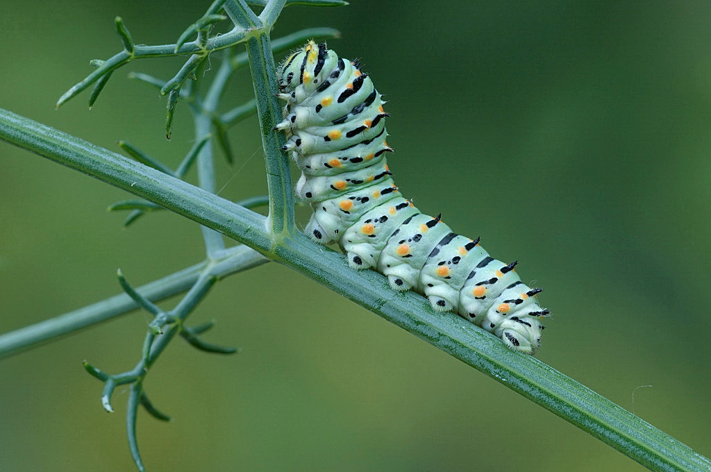 il mio primo bruco di macaone