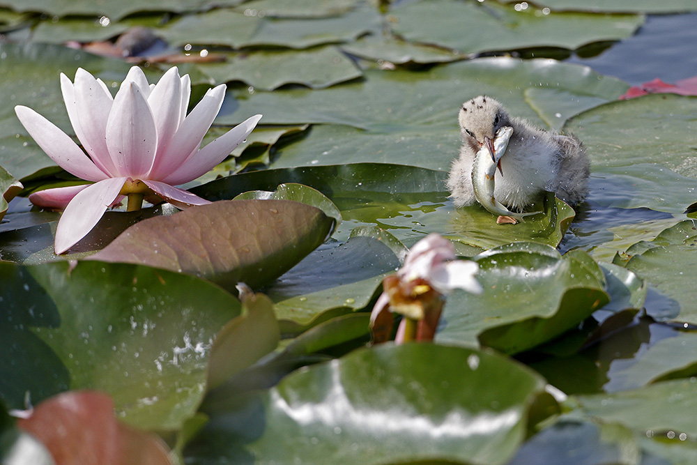 Cucciolo tra le Ninfee