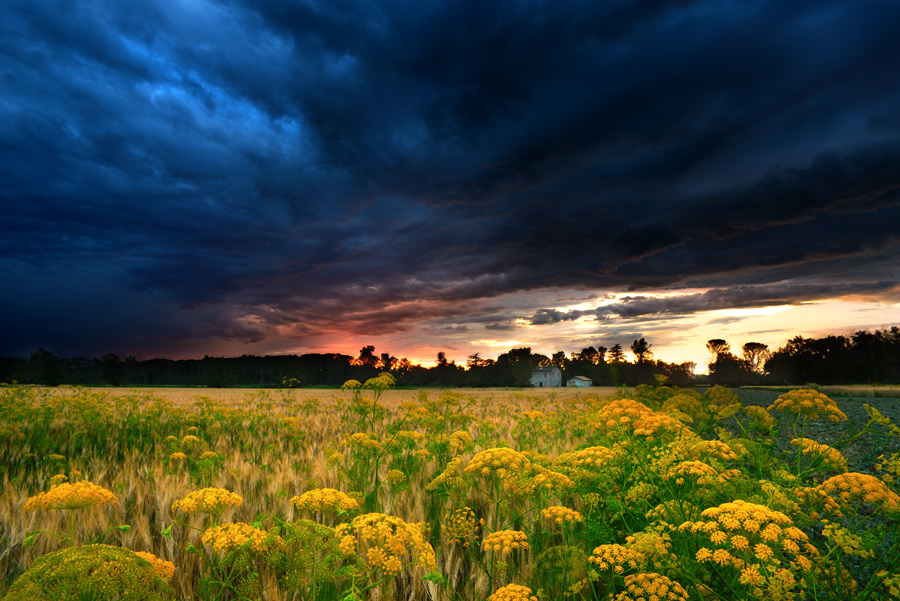 Yellow flowers