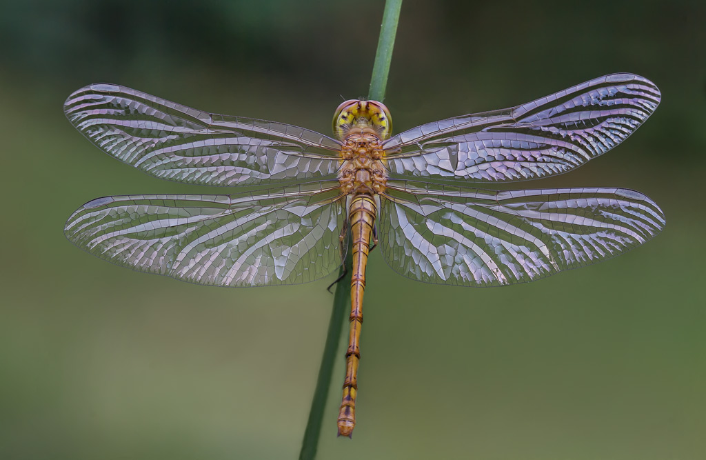 Sympetrum striolatum "La Trama alare"