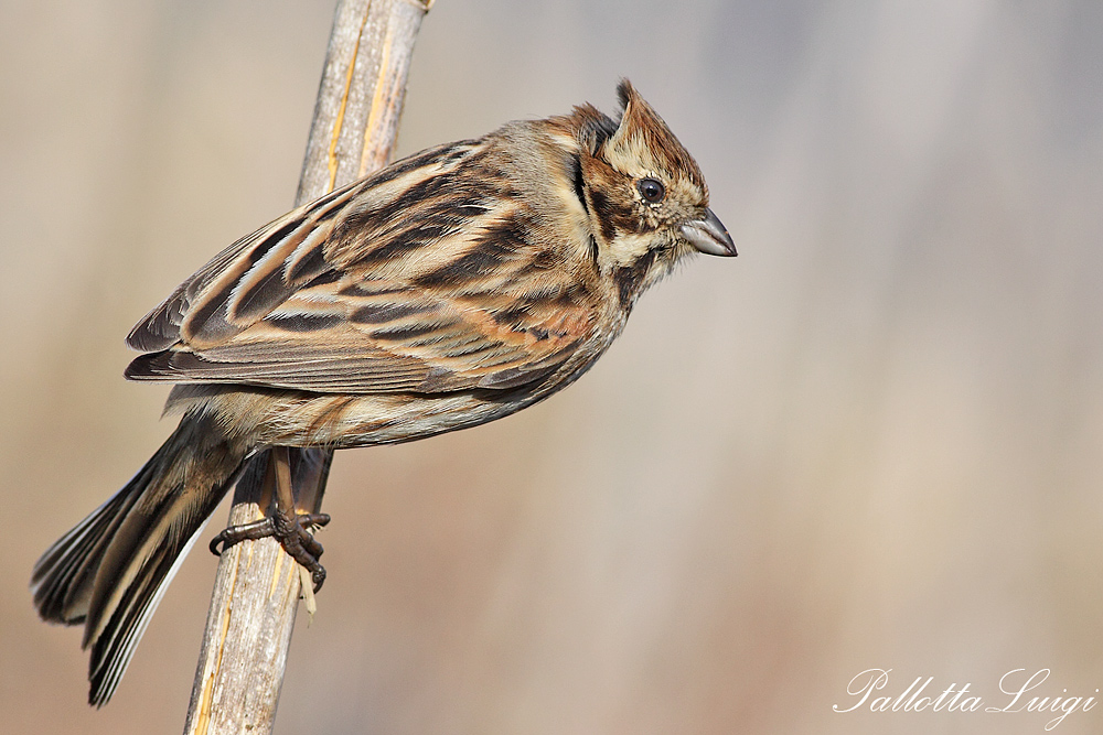 Migliarino di palude (Emberiza schoeniclus)