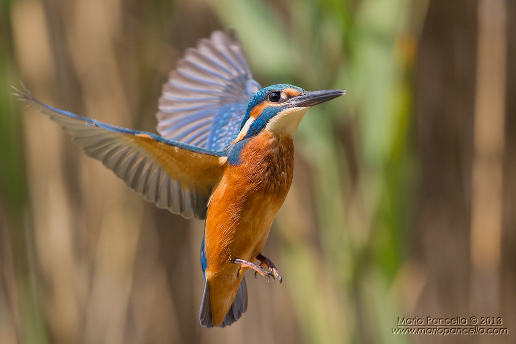 Martin in spirito santo e gif animata
