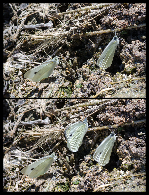 Trova le differenze..