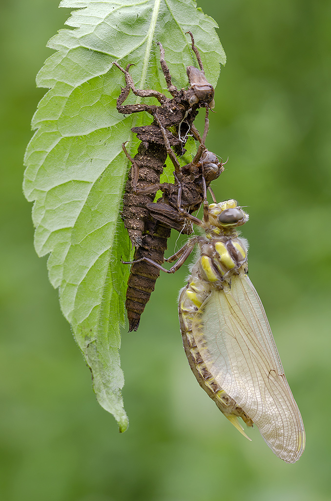 Il trenino della vita...