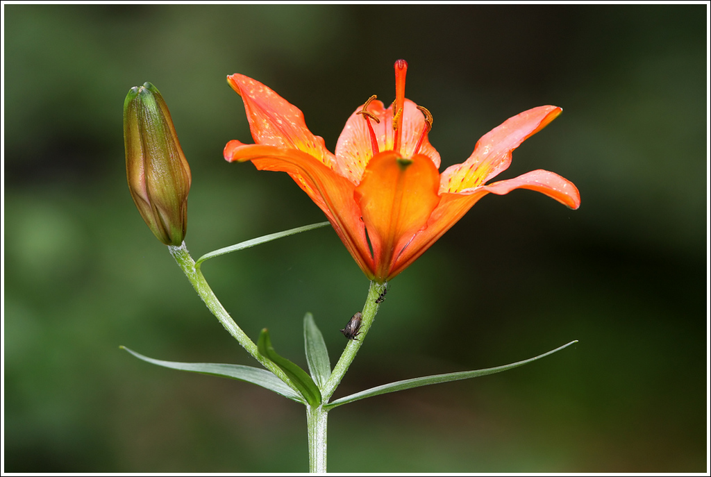 Giglio di San Giovanni.